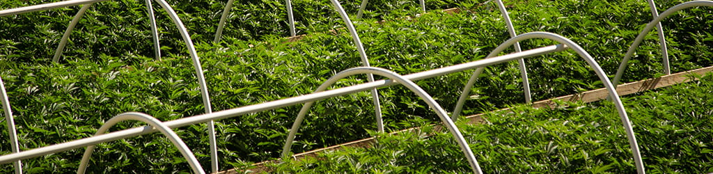 5-key-factors-to-consider-cannabis_banner_2_1024x250