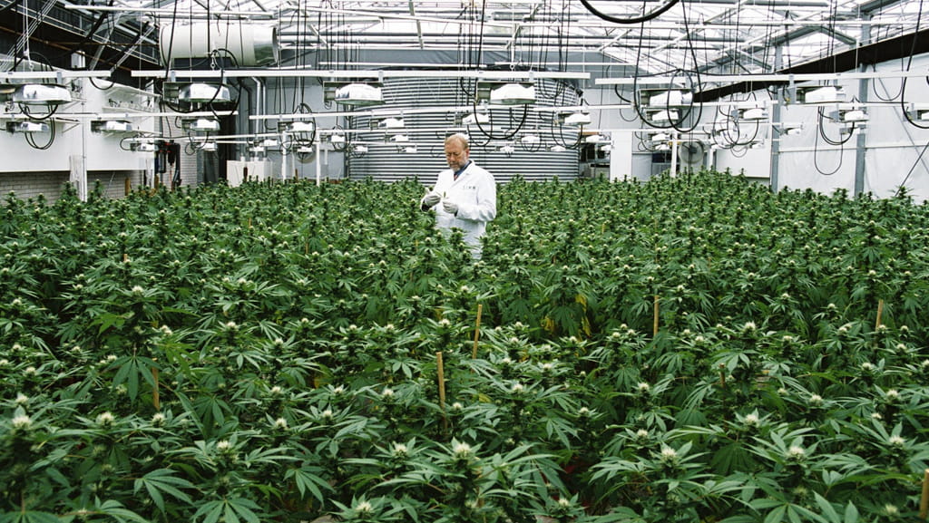 Cannabis_Banner_new_1024x577